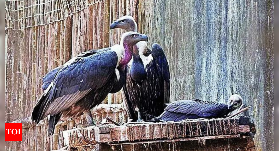 Rewilding in tiger reserves helps near-extinct vultures soar again | India News – Times of India