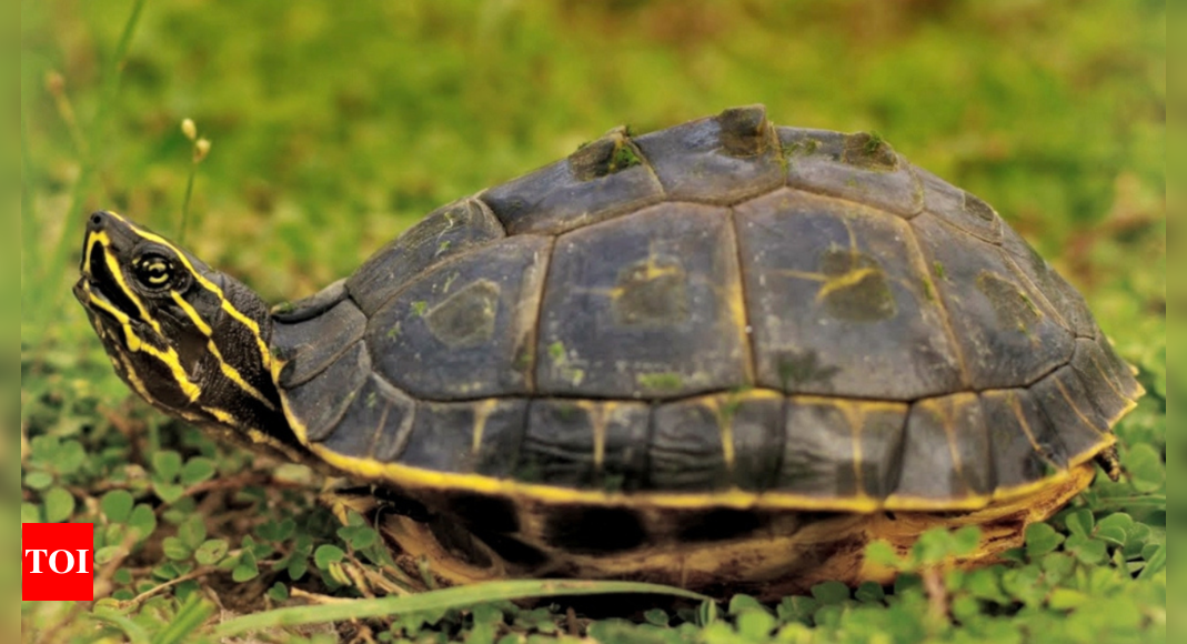 Soil poses threat to turtles’ hatchlings amid rising mercury, say experts | India News – Times of India