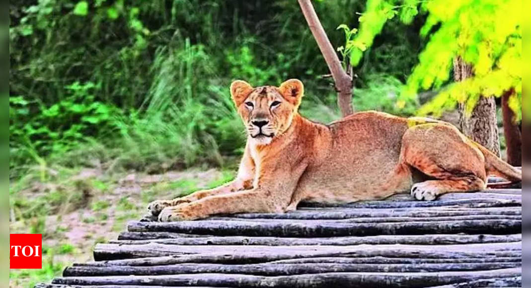 UP lioness gives birth to 4 cubs | India News – Times of India