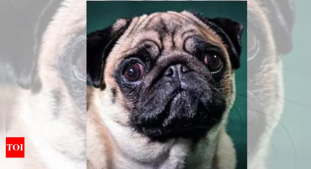 Cruel to squash snouts of breeds like pugs: PETA | India News – Times of India