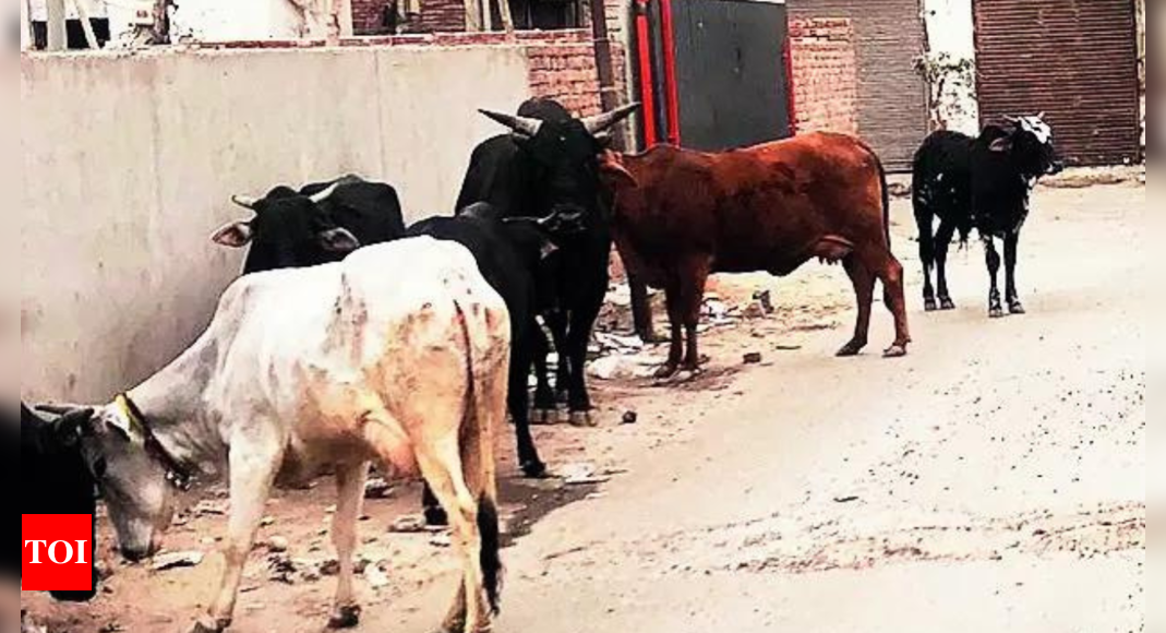 Shamli farmers warn of protest amid stray cattle menace, unpaid sugarcane dues; Power department alleges harassment | India News – Times of India