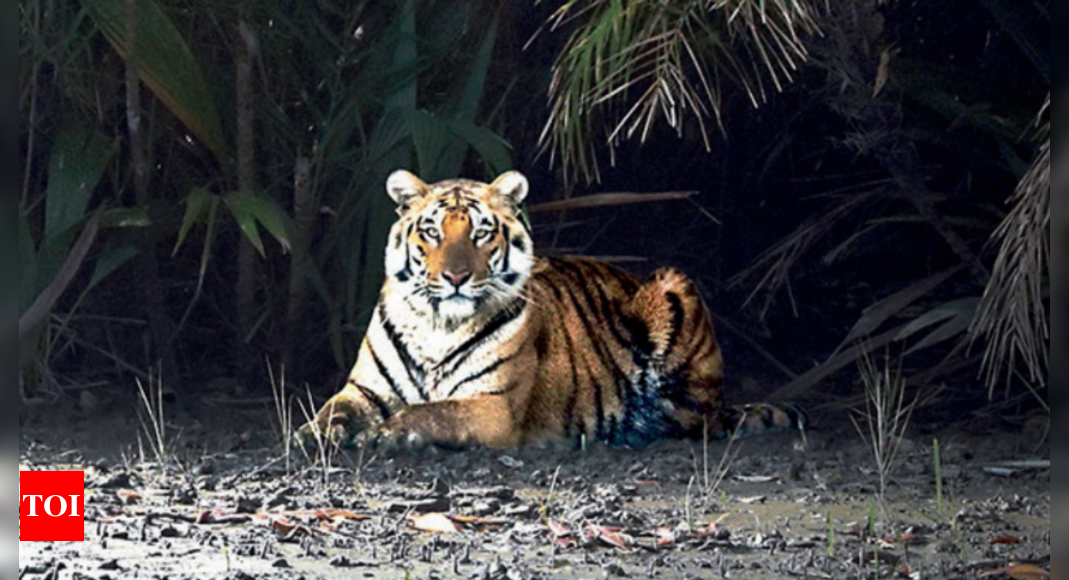 Tiger burning brighter in Sundarbans, but villagers are smiling | India News - Times of India