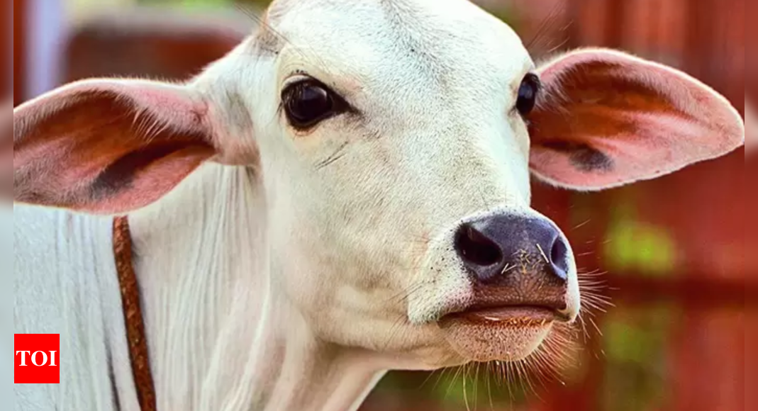 Habeas corpus plea seeks production of 195 bovines | India News - Times of India