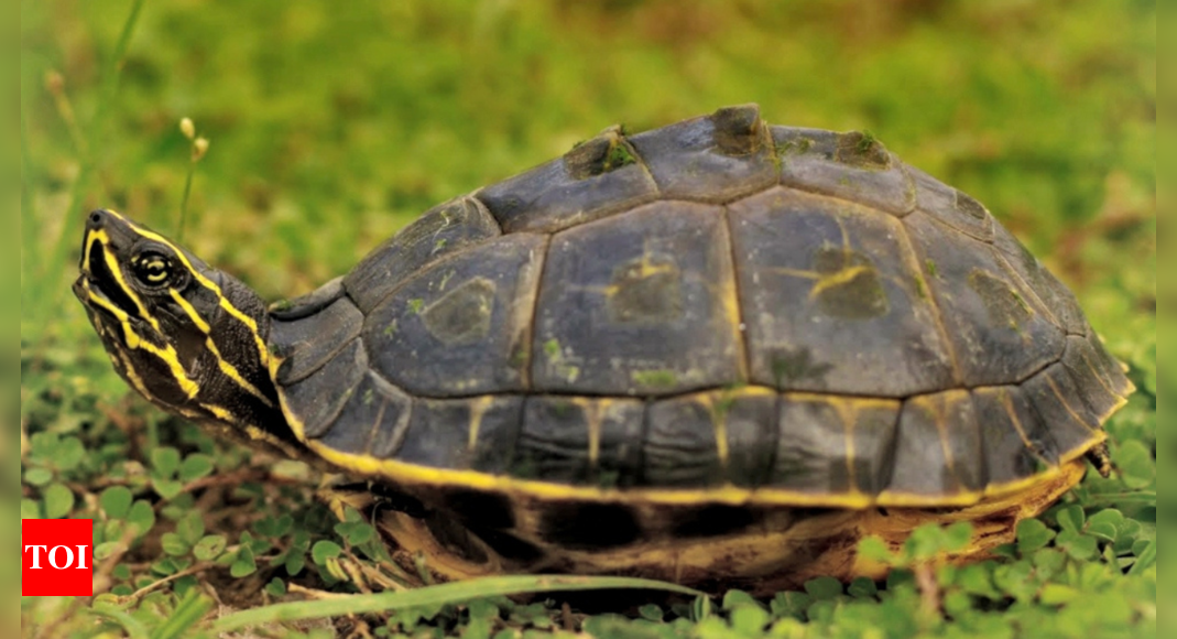 Soil poses threat to turtles’ hatchlings amid rising mercury, say experts | India News - Times of India