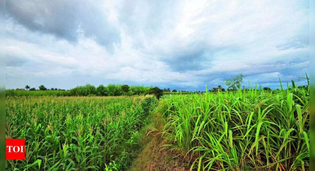 Despite monsoon deficit, Kharif acreage up 32% in June, driven by pulses & oilseeds | India News – Times of India