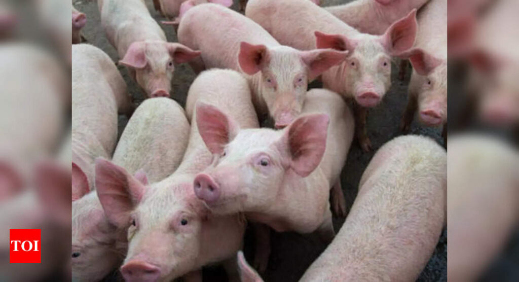 Kerala culls 310 pigs to contain African Swine Fever outbreak | India News – Times of India